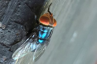 Person in US is diagnosed with New World screwworm parasite