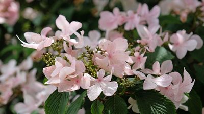 Done with high-maintenance hydrangeas? We've found 7 alternatives that are so much easier to grow – you'll be thanking yourself next summer