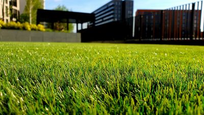 Expert reveals the best month to lay down grass seed – and it's a lot sooner than you'd think