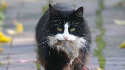 Florida cat helps scientists discover a new virus strain – for the second time