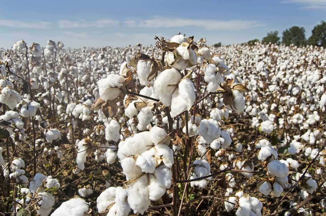 Cotton Falls Back on Monday, with Conditions Slipping???