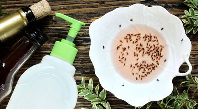 Fungus gnats will avoid your houseplants if you make this expert-approved 3-ingredient trap