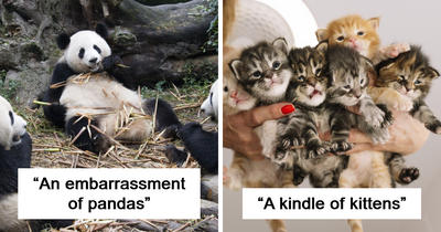 82 Odd And Funny Names For Groups Of Animals That Sound Like A Joke