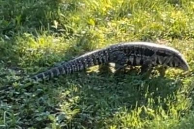 ‘Large lizard’ with potential to ‘lash out’ on the loose in Maine town, police say