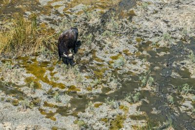 'The Marshes Are Dead': Iraqi Buffalo Herders Wander In Search Of Water