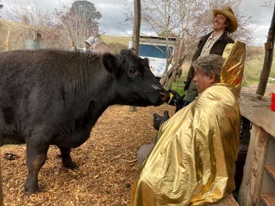 Cooking for Seamus: celebrities and chefs clamour to cook for a disabled bull in this irresistible show