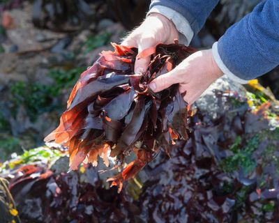 The benefits of eating a wild variety of plants