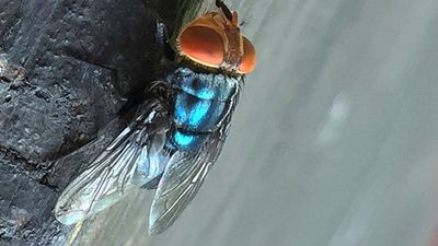US confirms rare case of flesh-eating parasite. Here’s what to know about the New World screwworm