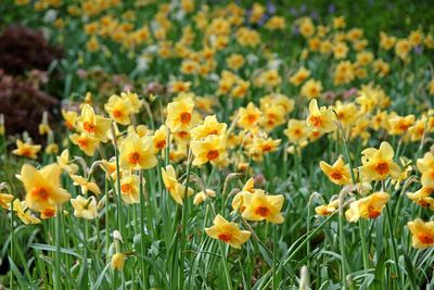 The bulbs to plant this autumn for a colourful spring garden