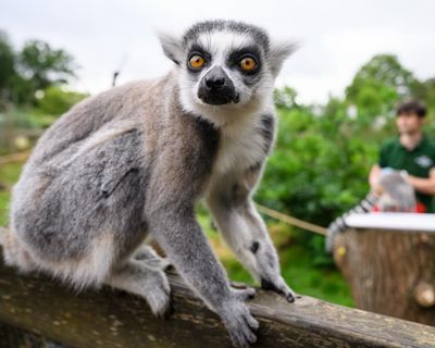 Primates with longer thumbs tend to have bigger brains, research finds