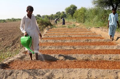 Pakistan’s farmers battle floods, debt and climate-driven crisis