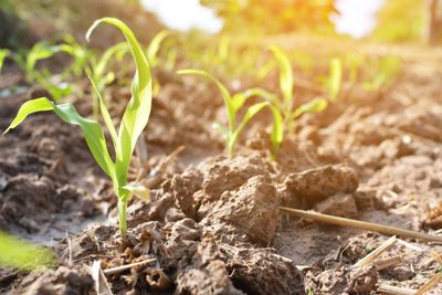 10 Gardening Habits That Are Actually Destroying Your Soil