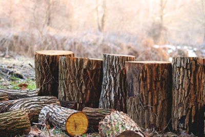 Why Men Are Getting Sued Over DIY Tree Removal