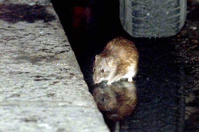 A 'winter of rats' is approaching the UK - here's how to stay safe