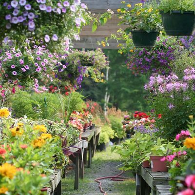 5 rookie mistakes I’ve made when buying plants for my garden and will never fall for again