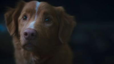 It looks like cute dogs are the key to success as upcoming horror movie Good Boy is getting wider theatrical release due to pawfect first trailer going viral