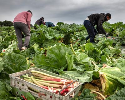 Post-Brexit licences for exporting food to EU cost UK firms up to £65m last year
