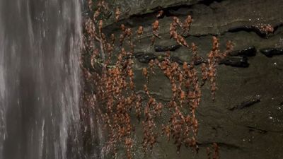 Thousands of bumblebee catfish captured climbing waterfall in never-before-seen footage