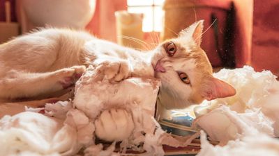 Pica in cats: Vet’s guide to symptoms, causes and treatment