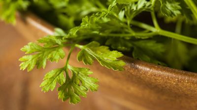 Chervil is a staple of French cuisine, and you'll be amazed by how easy and quick it is to grow in herb gardens or pots
