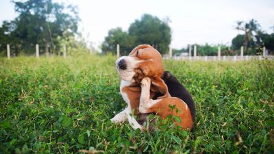 What do fleas look like?