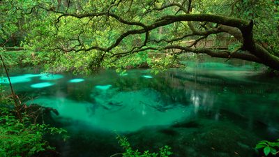 A new national park? Lawmakers call for 2,800 square miles of Florida Springs wilderness to become America’s 64th national park