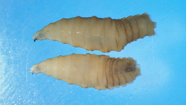 US reports its first New World parasitic screwworm infection in decades