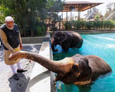 India’s supreme court orders inquiry into giant zoo run by son of Asia’s richest person