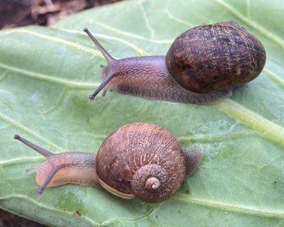 New Zealand launches campaign to find love for rare and lonely left-spiralling snail Ned