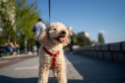America’s favorite dog breed is almost definitely not what you’d expect