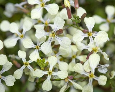 Country diary: Hidden in the stubble, a survivor from harvest