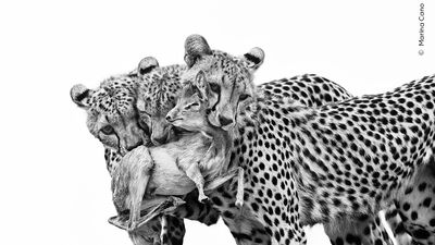 Selected from 60,000+ entries, take an exclusive sneak peek at powerful images from the Wildlife Photographer of the Year 2025 competition