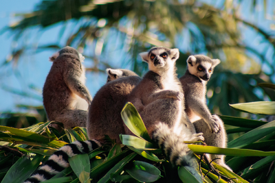 Why longer thumbs in primates were pivotal to human evolution