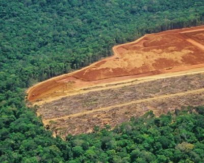 Deforestation has killed half a million people in past 20 years, study finds