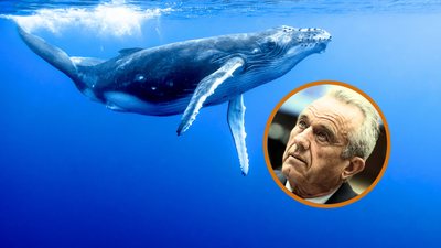 ‘Wiping out the whale population’: RFK Jr says wind farms are annihilating whales, it’s yet another lie