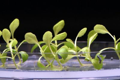 Scientists hail major breakthrough in developing holy grail of renewable energy: artificial photosynthesis