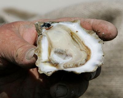 When science meets music: Florida’s oyster decline is being told through jazz
