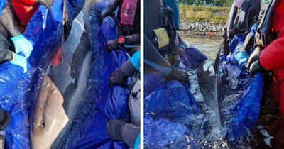 Young dolphin dies after been found stranded on Scottish beach