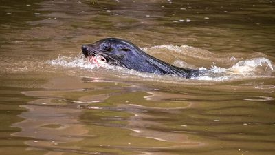 New Salvatore in town? Seal spotted in Yarra River brings excitement to Melbourne