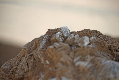 Jawbone dating back 1.8m years offers clues on how humans evolved