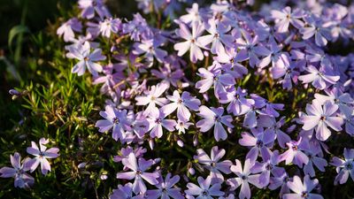 How to grow creeping phlox – for a resilient and pretty flowering ground cover that will illuminate backyard borders