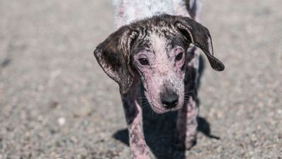 4 ways to treat hair loss in dogs, recommended by a vet