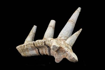 Dinosaur with elaborate armour and spikes one of the ‘strangest ever discovered’