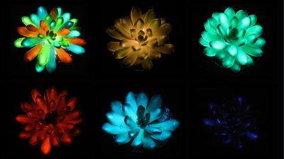Chinese scientists create multicolored glow-in-the-dark succulents that recharge in sunlight