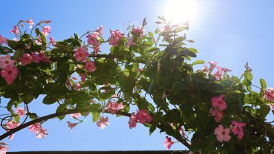 It is vital to fertilize mandevilla for the best display – here’s the perfect regime for stunning vines covered in dazzling blooms to attract hummingbirds
