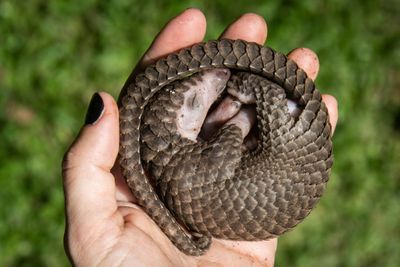 Conservationists Call For More Data To Help Protect Pangolins