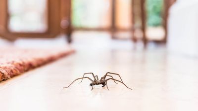 The secret to a spider-free home is hiding right in your pantry