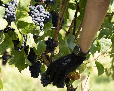 Weatherwatch: does August rain bring honey and wine?