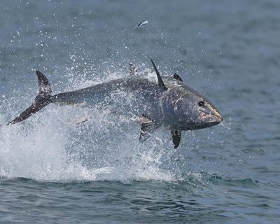 Bluefin tuna are miraculously returning to UK shores – only to be tormented for ‘sport’