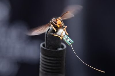 Post-it notes and tiny trackers: behind the race to stop Asian hornets thriving in the UK